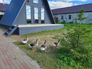 Загородный отель «ЭкоДеревушка» ИП Глава К (Ф) Х Балаев С.В. — Московская область: фото объекта размещения